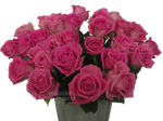 Аква/розы малиновые